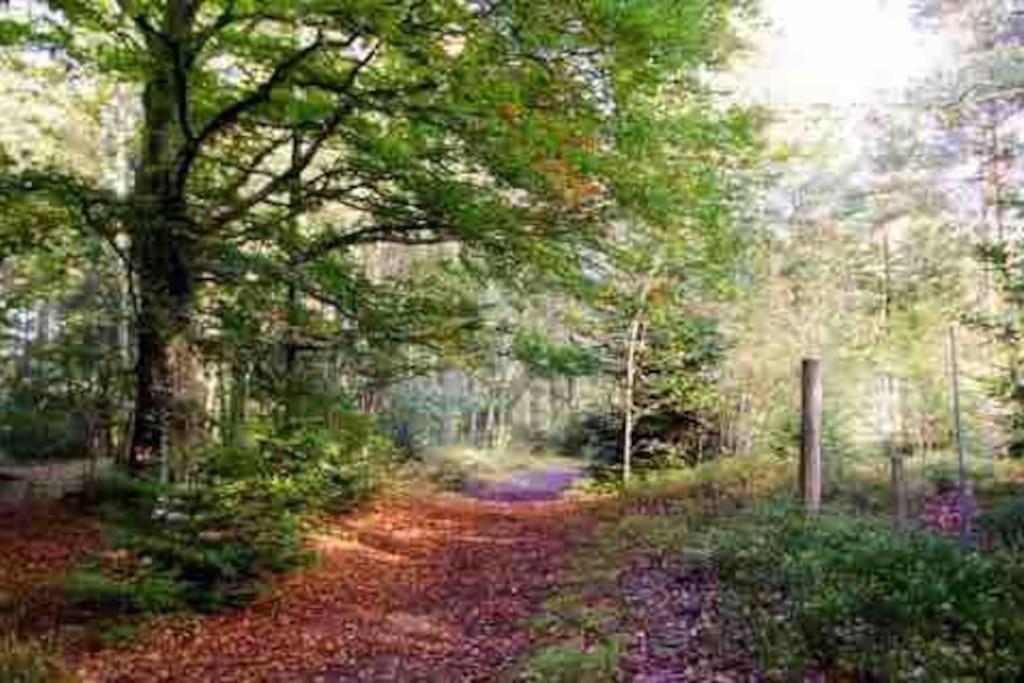 Hyggeligt Byhus Taet Ved Skov Og Togstation Aalbaek Bagian luar foto